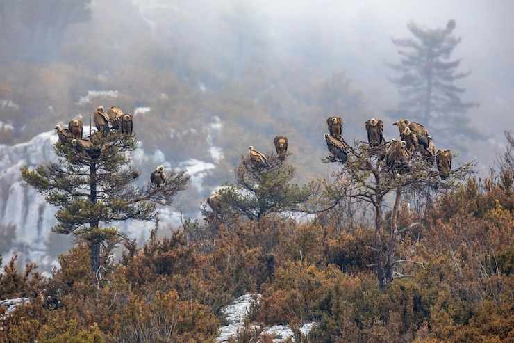 Foto geier, die sich im baum ausruhen