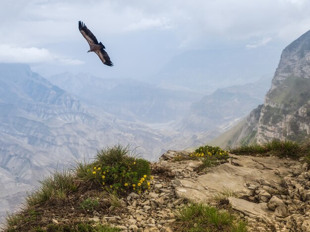 Geier fliegt über die Klippe. Wunderschöne Landschaft auf dem verregneten Hochplateau.