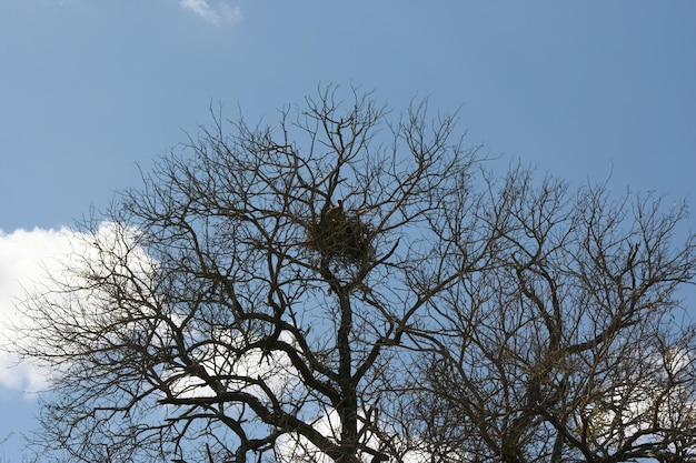 Geier in einem Baum in Südafrika