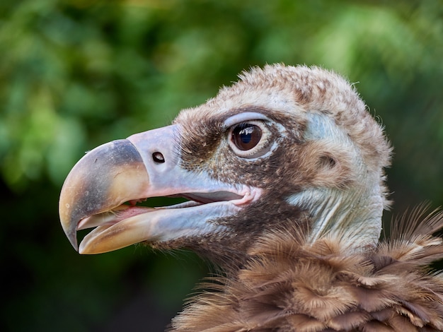 Geier Porträt Porträt Nahaufnahme Makro Zoo Bäume