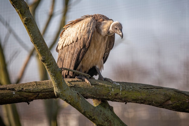 Geier sitzt auf einem Astbaum