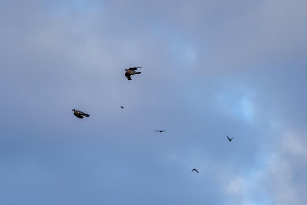 Geier und Vögel fliegen in Schwärmen durch den blauen Himmel