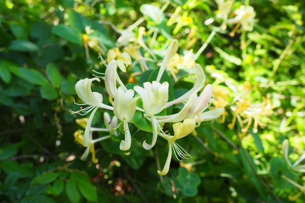 Geißblatt blüht im Garten weiße und gelbe Blumen von lonicera caprifolium gegen von grünem l