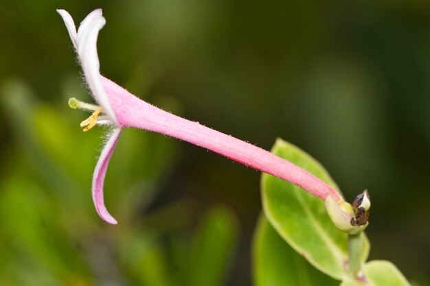 Geißblatt (Lonicera implexa)