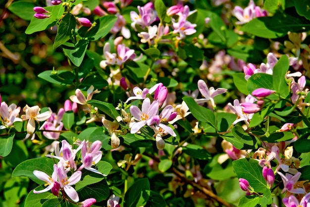 Geißblatt rosa mit Blättern