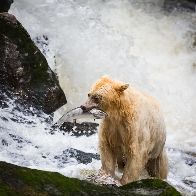 Foto geistbär im fluss