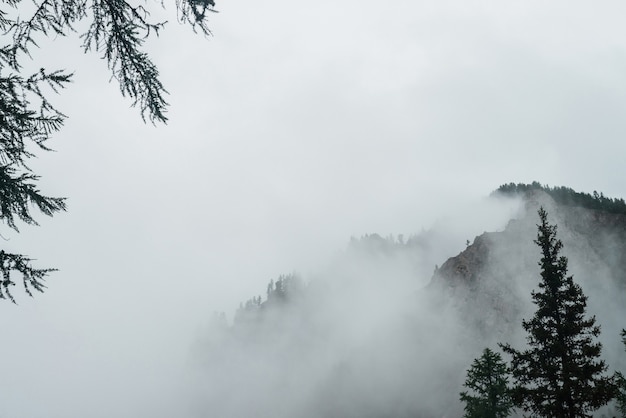 Geisterhafter Blick durch Äste und dichten Nebel zu wunderschönen Rocky Mountains