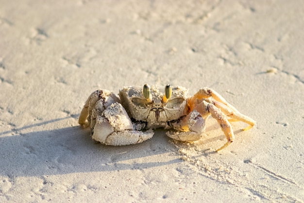 Geisterkrabbe auf dem Strandsand