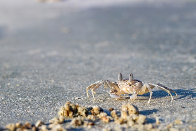 Geisterkrabbe auf einem sandigen Strand