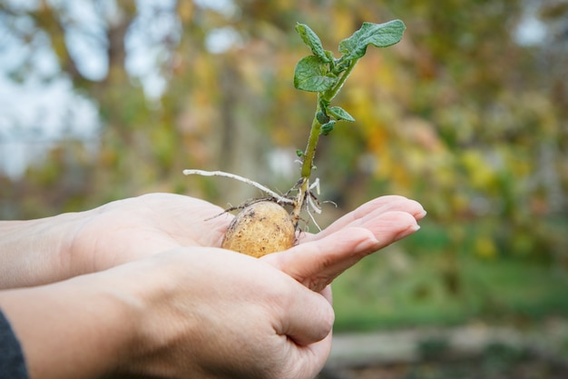 Gekeimte Kartoffelknolle mit grünen Blättern in der Hand der Frau.