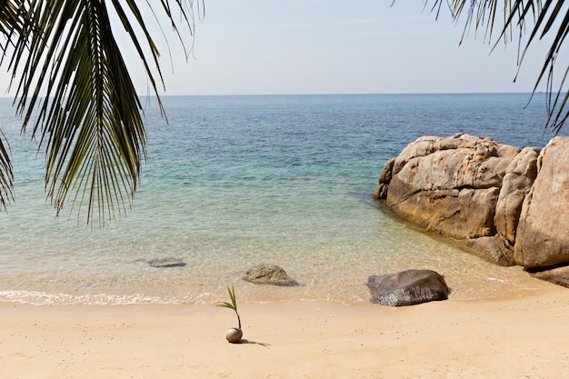 Gekeimte Kokosnuss am Strand in Thailand