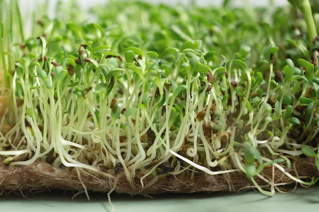 Gekeimte Microgreens aus Luzerne, Nahaufnahme. Superfood wird zu Hause angebaut