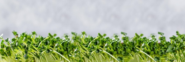 Gekeimte Radieschen-Mikrogreens auf hellgrauem Hintergrund Web-Banner mit gesundem Salatgrün und Kopie