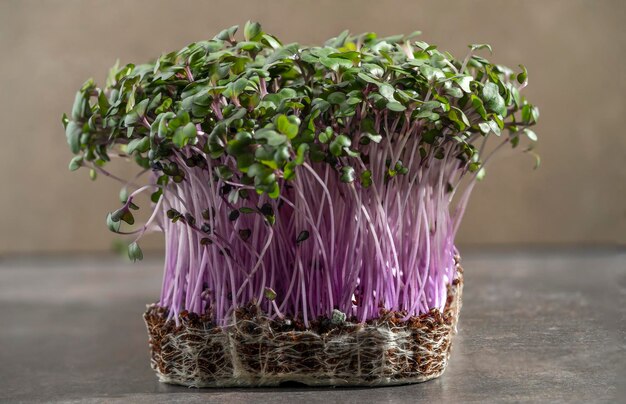 Gekeimte Stängel von Microgreens Gewachsenes Grün von Rotkohl