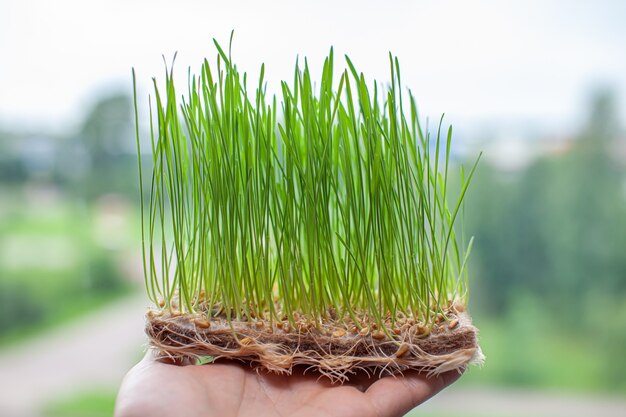 Gekeimte Weizenkörner, Mikrogrün in der Handnahaufnahme. Gekeimte Weizenkörner, Mikrogrün in der Handnahaufnahme. Gekeimte Weizen Micro Greens. Gekeimtes Getreide. Wachsende Sprossen. Natürliches Essen.