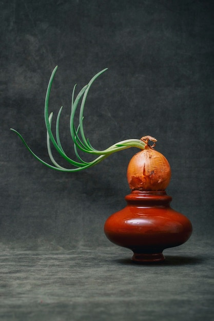 Gekeimte Zwiebel auf einer braunen Vase auf farbigem Hintergrund
