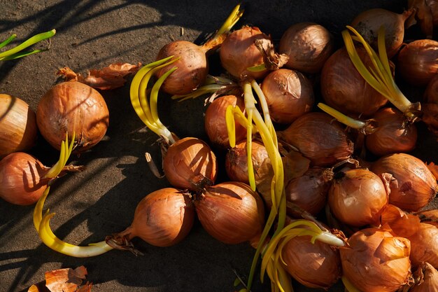 Foto gekeimte zwiebel für die aussaat der ernte