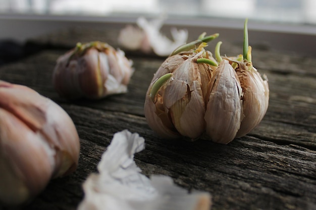 Gekeimter Knoblauch auf rustikalen Brettern