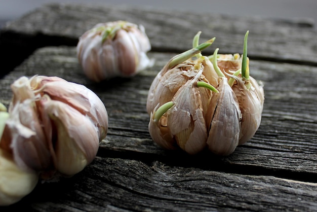 Foto gekeimter knoblauch auf rustikalen brettern