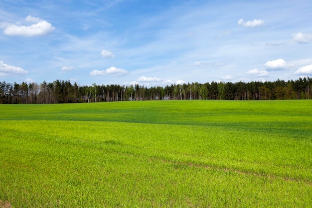 Gekeimtes Getreide Frühling