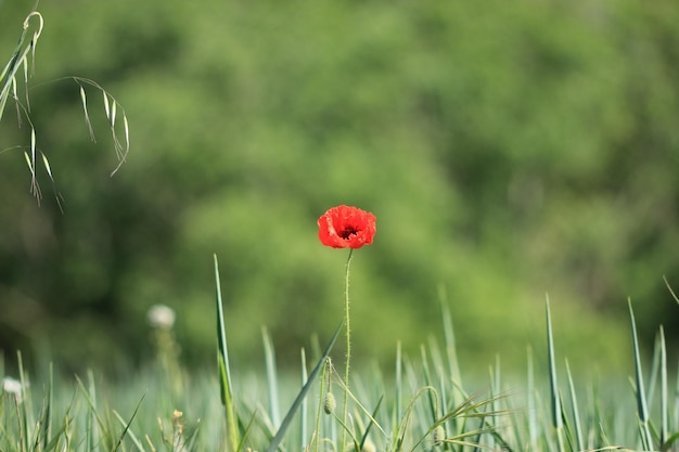 Gekennzeichnete Mohnblume in der Mitte des Bildes mit einem verblaßten grünen Hintergrund.