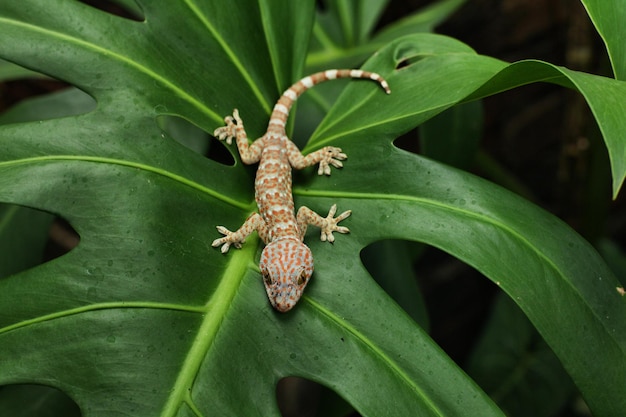 Gekko es un género de geckos del sudeste asiático comúnmente conocido como geckos verdaderos o geckos llamados