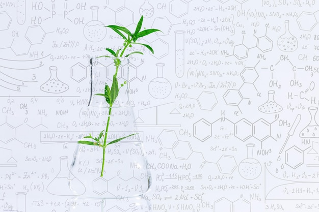 Geklonte dekorative Mikropflanze im Reagenzglas mit Agar-Nährmedium Mikrovermehrung