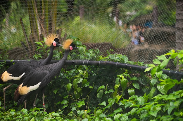 Gekrönte Kranvögel, die in den Zoo gehen.