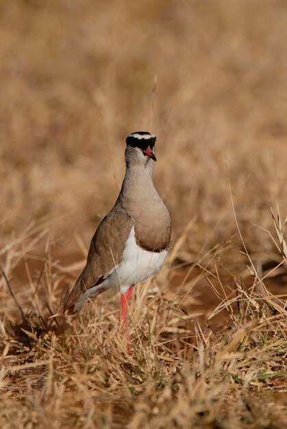 Gekrönter Regenpfeifer Krüger Nationalpark Südafrika