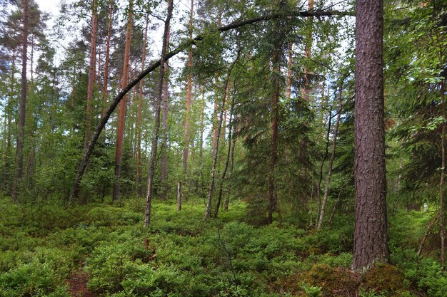 Gekrümmter Baum in einem Kiefernwald, viel Grün auf dem Boden, gerade Stämme anderer Kiefern, Sommer