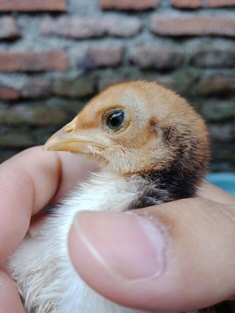 Foto gekürzter vogel, der die hand hält