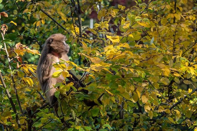 Gelada Baboon Theropithecus Gelada der Affe auf Ast