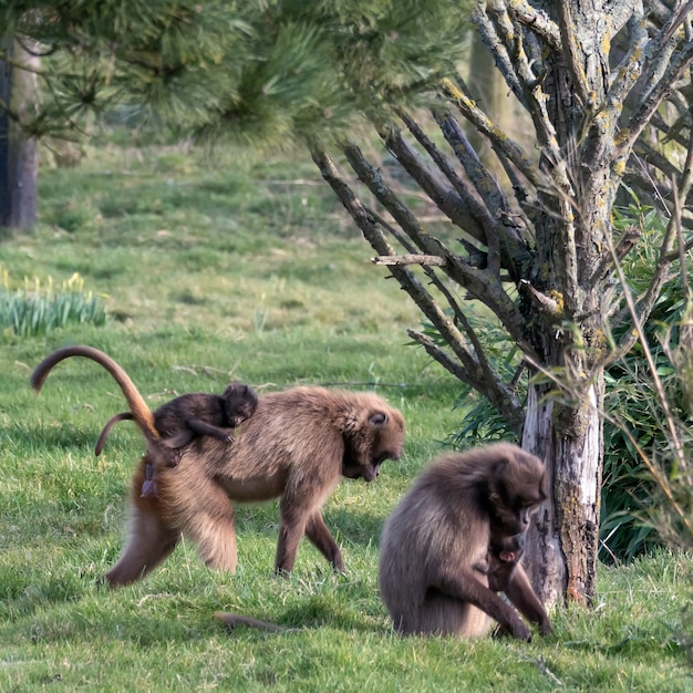 Gelada babuíno theropithecus gelada