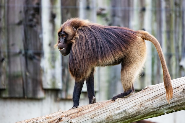 Gelada Mono babuino Mamíferos y mamíferos Mundo terrestre y fauna