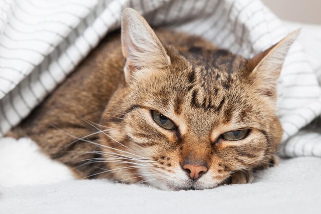 Gelangweilte junge Tabby-Mischlingskatze unter hellgrauem Plaid im zeitgenössischen Schlafzimmer. Haustier wärmt bei kaltem Winterwetter unter einer Decke. Haustiere freundlich und Pflegekonzept.