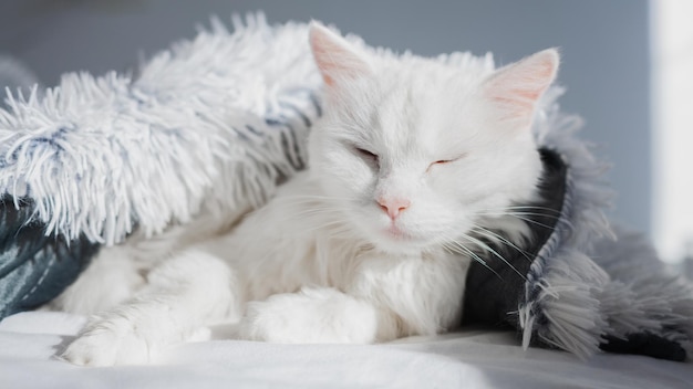 Gelangweilte junge weiße Mischlingskatze unter Plaid im zeitgenössischen Schlafzimmer Haustier wärmt auf Decke Sonniger kalter Winterwettertag Haustiere freundlich und Pflegekonzept