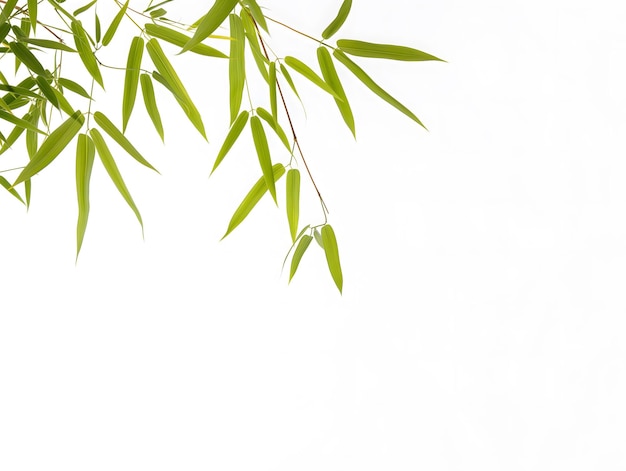 Gelassen grüne Bambusblätter auf einem unberührten weißen Hintergrund