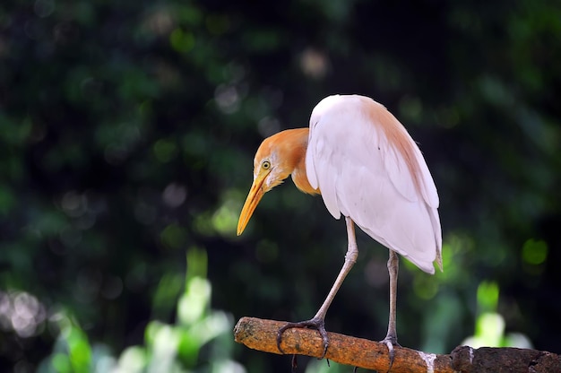 Gelb berechneter Storch