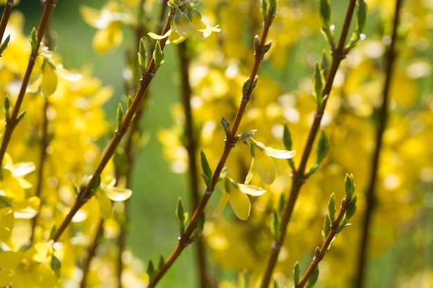 Gelb blühende Forsythia Blumen im Frühjahr Nahaufnahme Blühender Strauch im Frühjahr