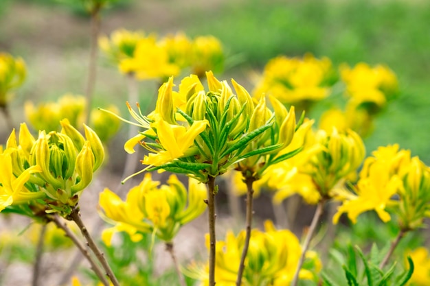 Gelb blühende Frühlingsblumen als Hintergrund Frühlingshintergrund Blühende gelbe Rhododendron-Blumen