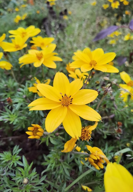 gelb blühende Pflanze im Herbst