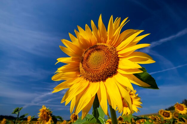 Gelb blühende Sonnenblumen auf einem landwirtschaftlichen Feld im Sommer