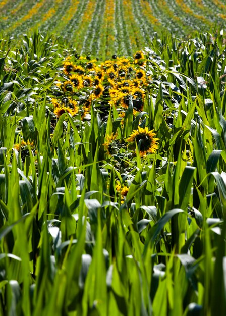 Gelb blühende Sonnenblumen auf einem landwirtschaftlichen Feld im Sommer