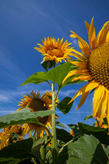 Gelb blühende Sonnenblumen auf einem landwirtschaftlichen Feld im Sommer