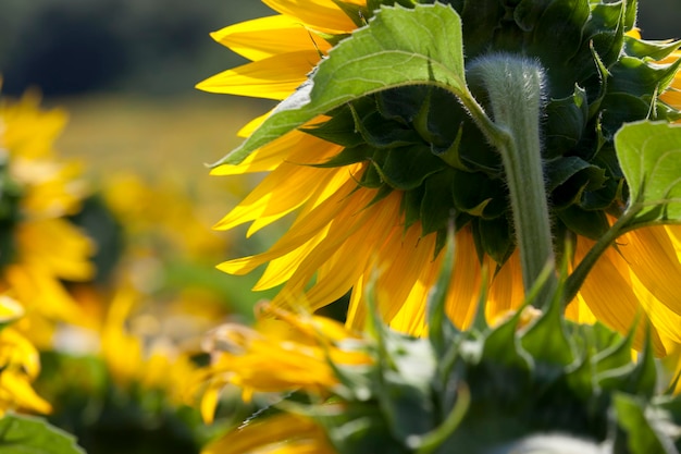 gelb blühende Sonnenblumen im Sommer, landwirtschaftliche Aktivitäten für den Anbau von Sonnenblumenkulturen