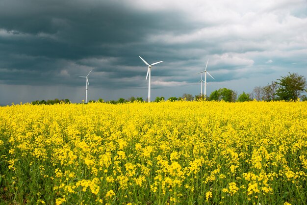 Gelb blühendes Rapsfeld mit Windmühlen, Landwirtschaft und erneuerbarer, nachhaltiger Energielandschaft