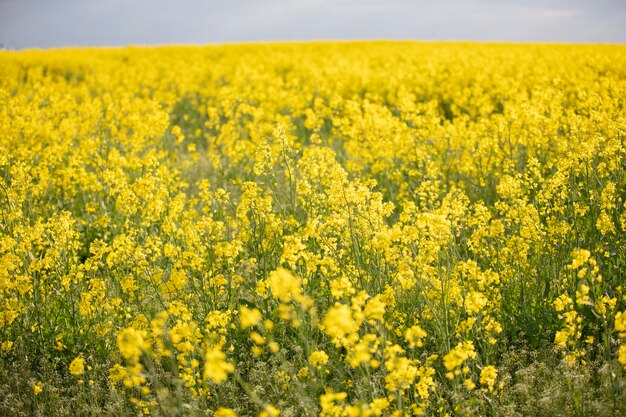 Gelb blühendes Rapsfeld Rapslandschaft