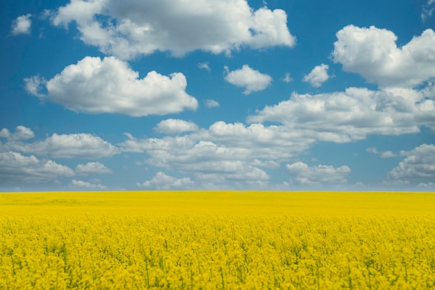 Gelb blühendes Rapsfeld unter blauem Himmel mit weißen Wolken