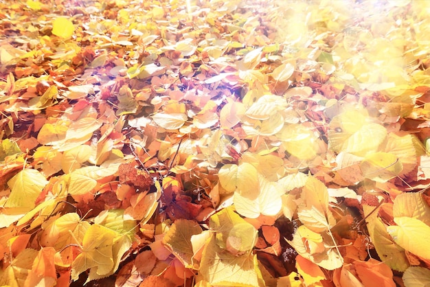 gelb gefallene Blätter abstrakter Hintergrund, goldener Herbst des Kalenders