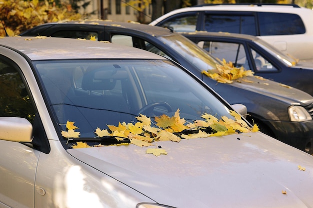 Gelb gefallene Herbstblätter mit dem Auto - Herbstlaubfall